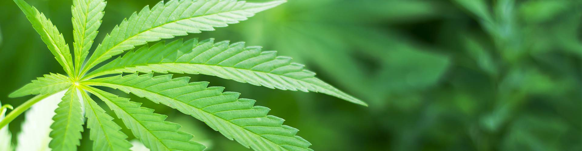 Publications - Your reliable partner and competent advisor in hemp matters